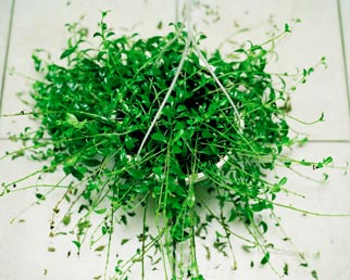 Pot Grass